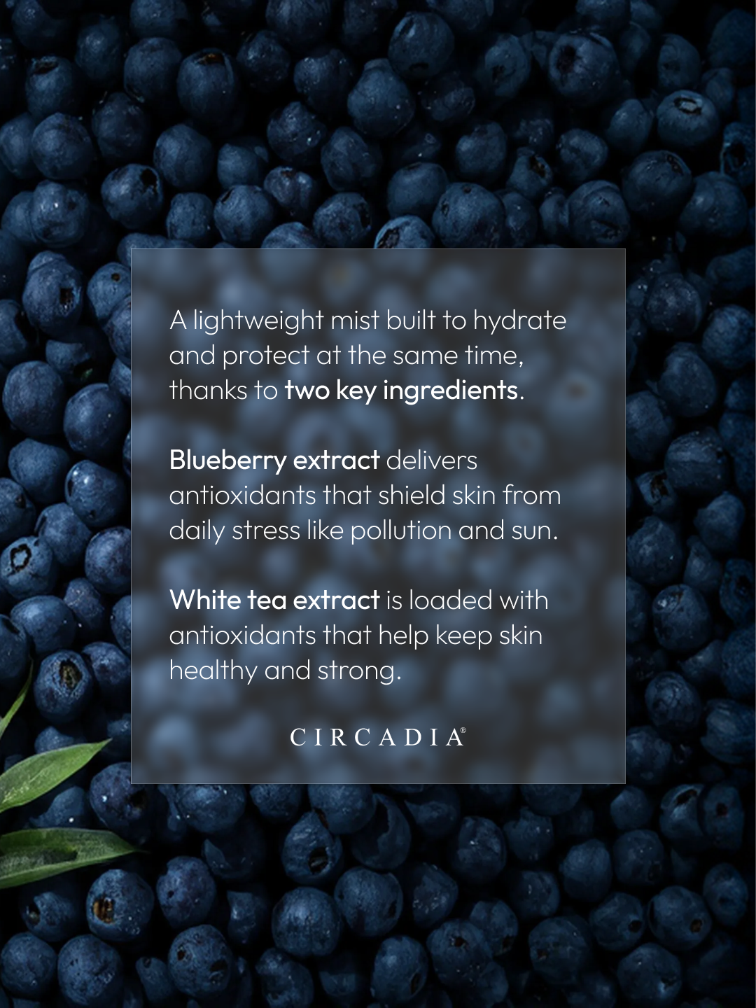 Blueberry & White Tea Hydrating Mist